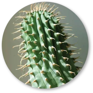 Cactus Extract (Hoodia Gordonii)