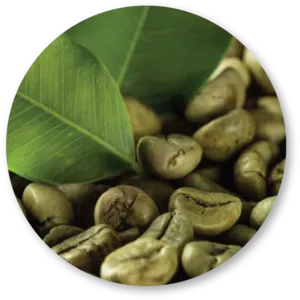 Green Coffee Extract